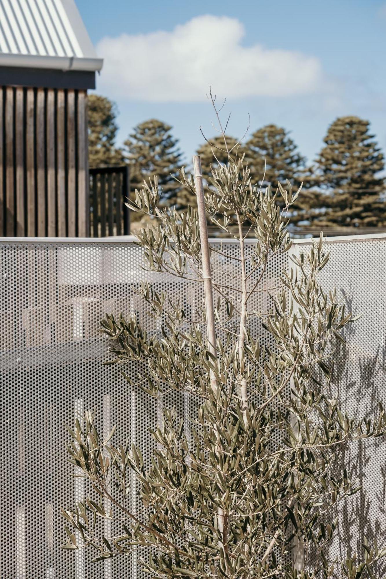 The Oak & Anchor Hotel Port Fairy Exteriör bild Olive tree in the courtyard of the museum